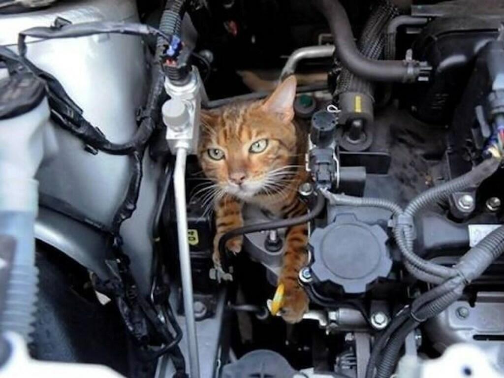 Кошка под капот. Кошка под капотом. Животные под капотом авто. Кот в моторе. Кошачий мотор.