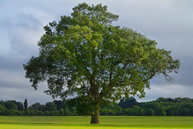 Баллада об Ульме