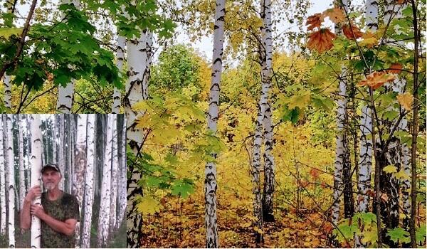 Октябрь, лес в золотом наряде