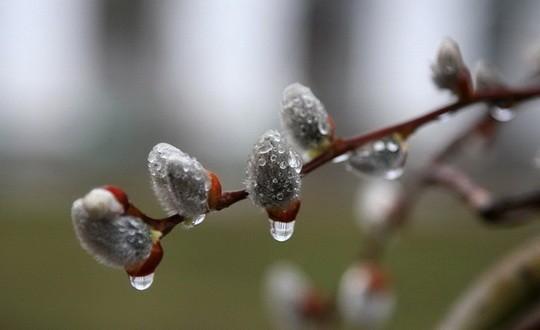 Поэтессам Поэмбук - Поздравляю с наступающим 8 марта !