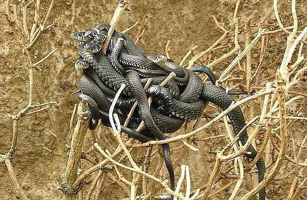 пусть утешится...