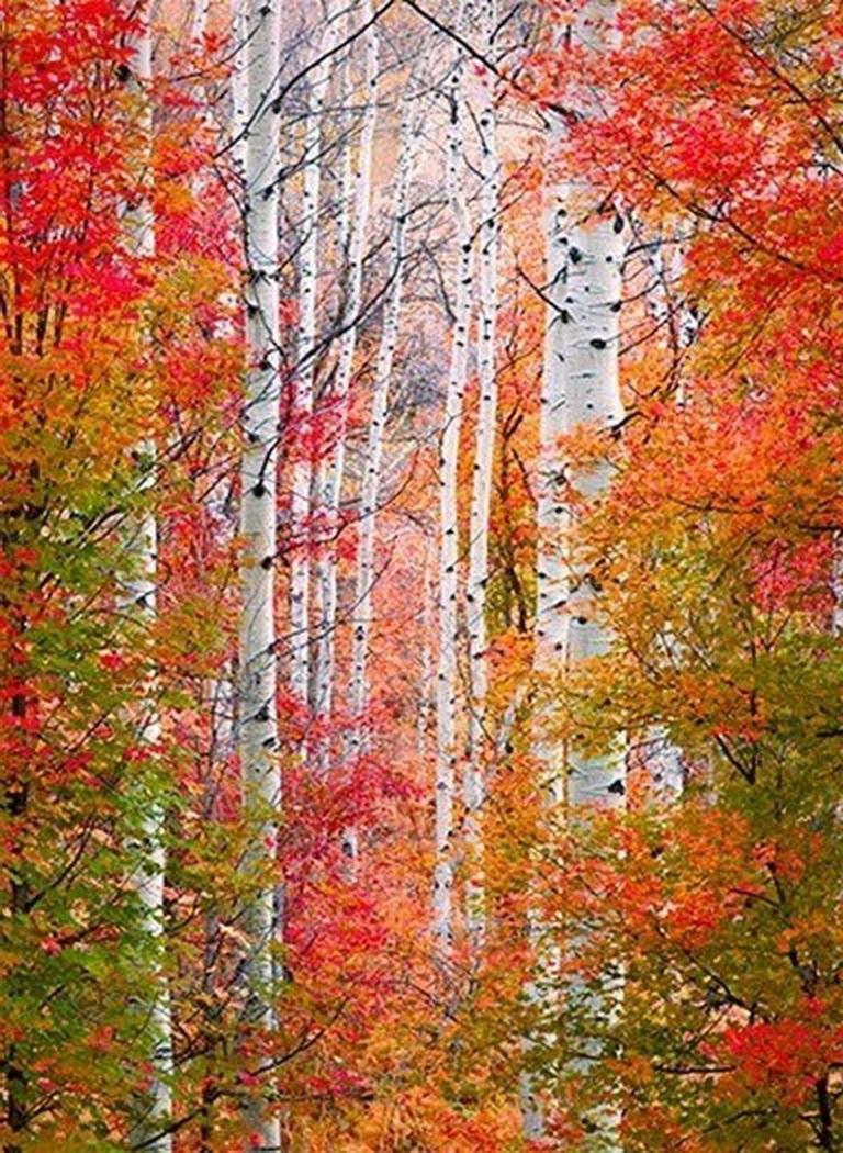 АХ ! ТЫ БЕРЁЗОВАЯ РУСЬ