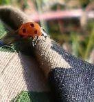 В малом (хокку)