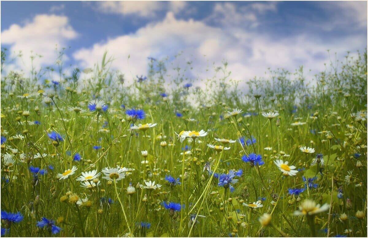 Чем пахнет нынешнее лето