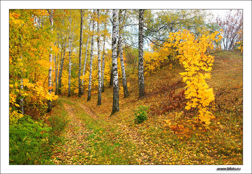 И августа пушистая дорога...