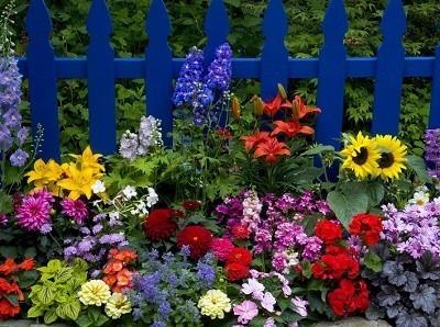 Загадки про цветы