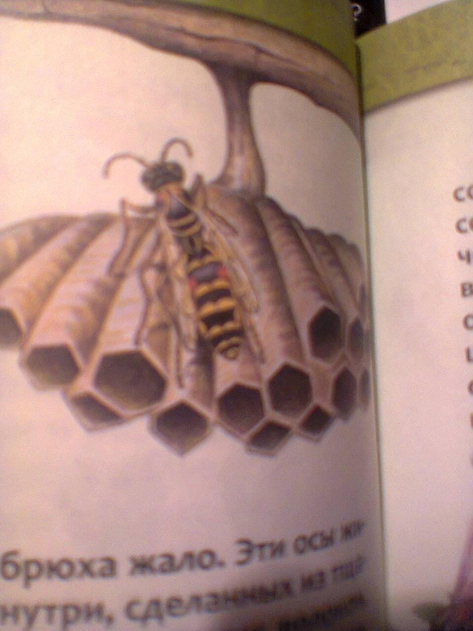 Осиное гнездо