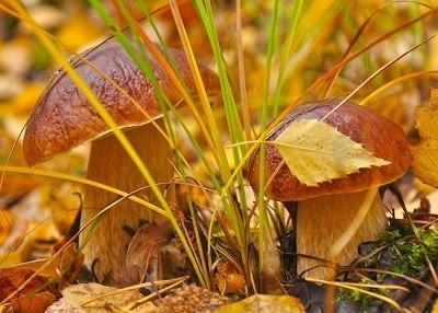 Осенний аппетит