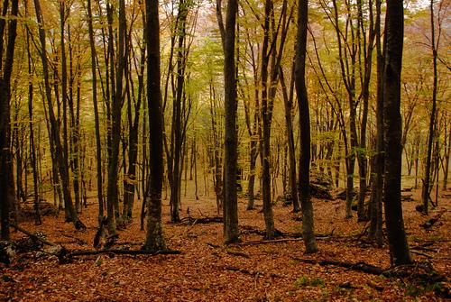 Сквозь герцинский лес