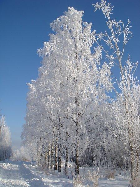 Белым-бело...