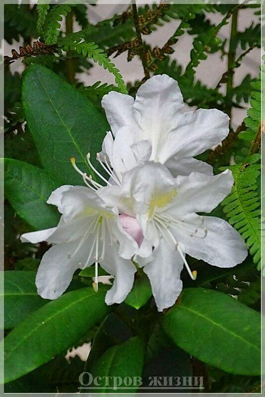 Раздели со мною радость