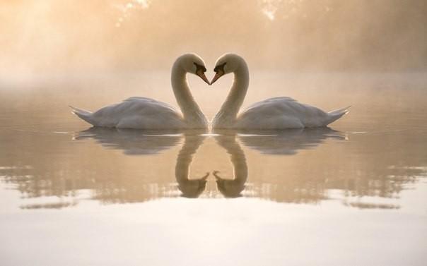 Лебединая любовь*