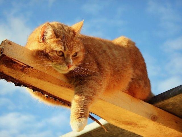 Кот Васька герой кино