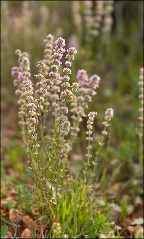 А я уйду отсюда на рассвете