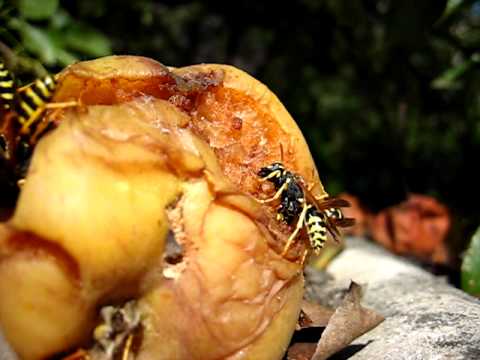 А осенью дохли пчелы