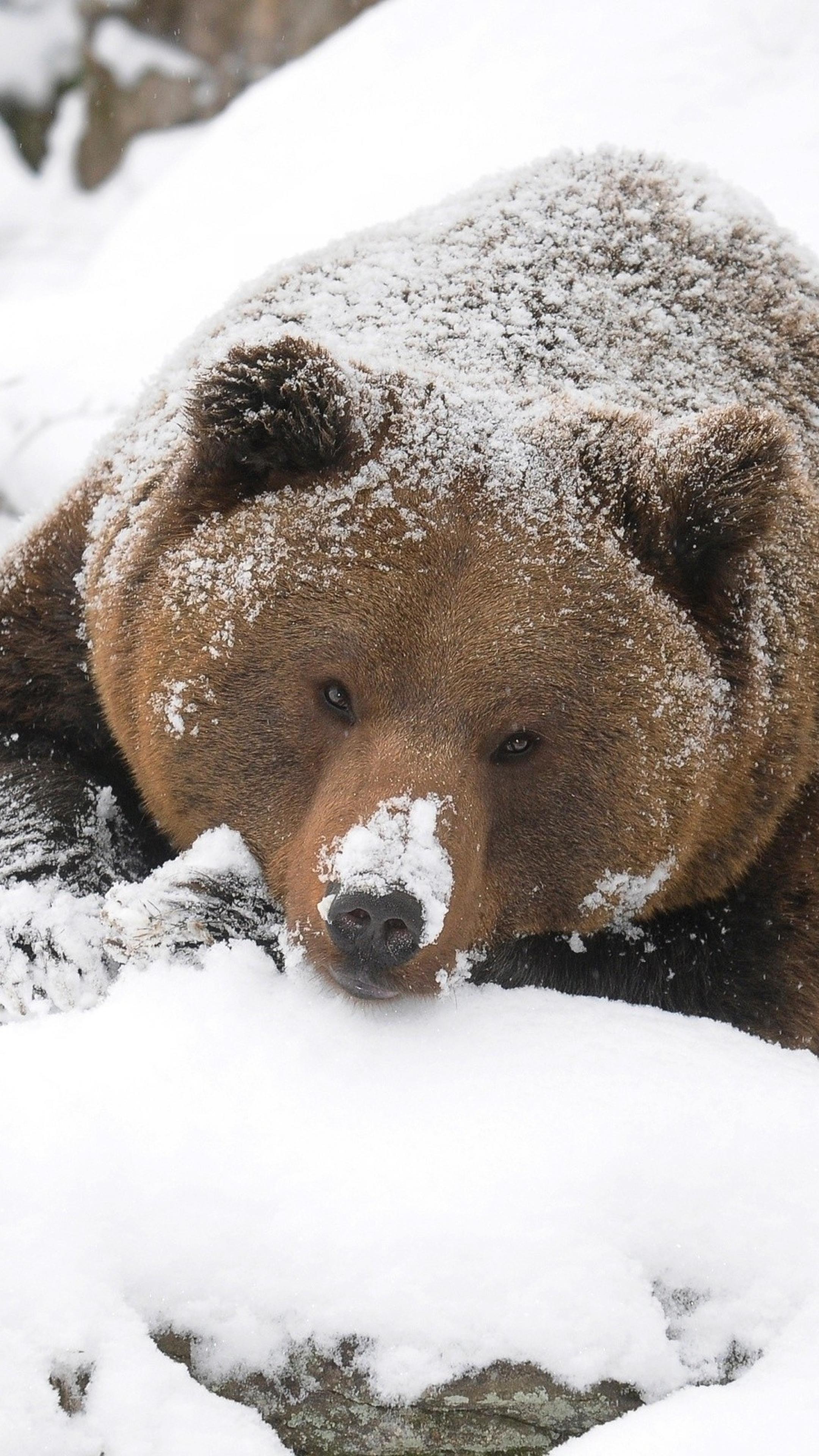 Медведь в сугробе. Медведь зимой. Снежный медведь. Бурый медведь зимой. Бурый медведь в снегу.