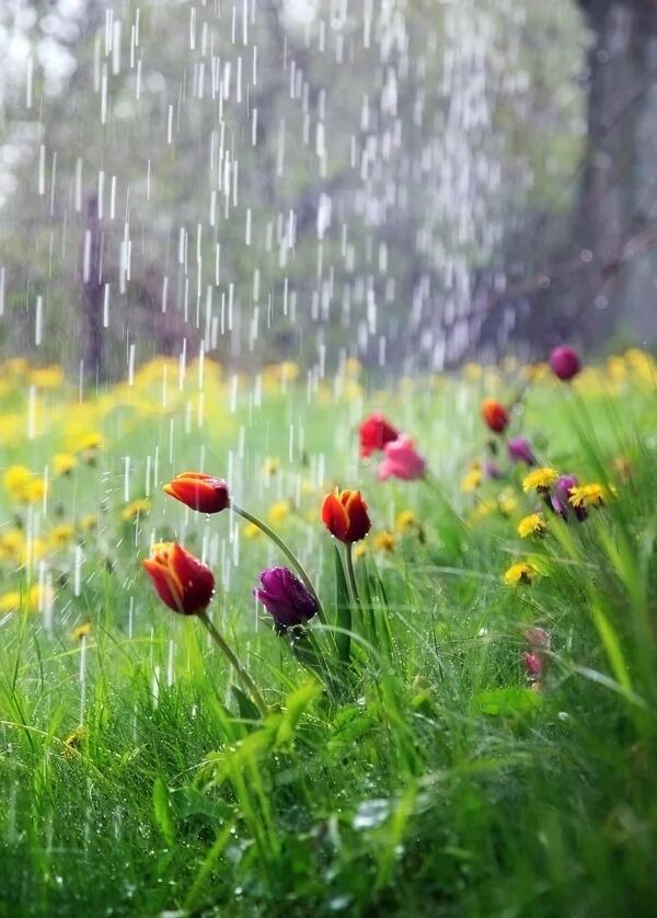 Дожди весенние
