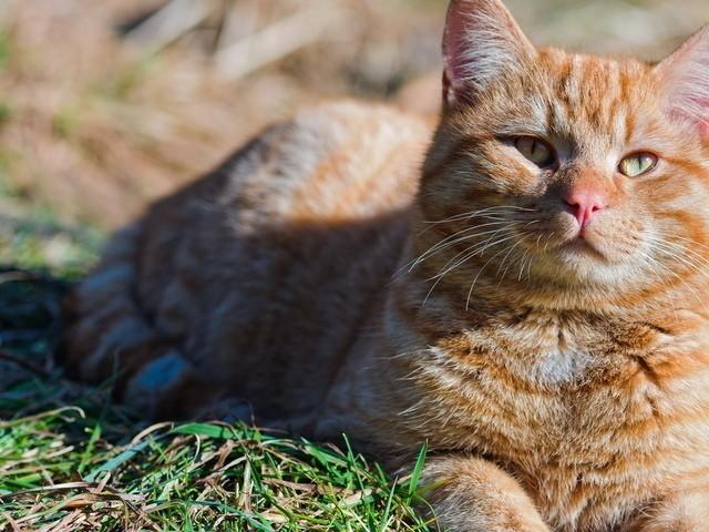 Естество ты моё, беспокойное...