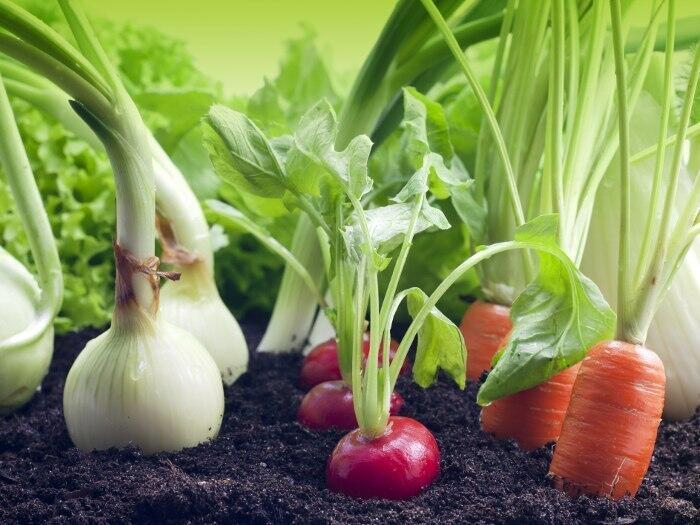 "Огородная страна. Ехай нá хрен, ехай на..."  Сельскохозяйственное. Душещипательное