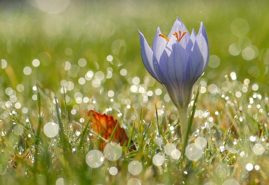 Души,как цветки.