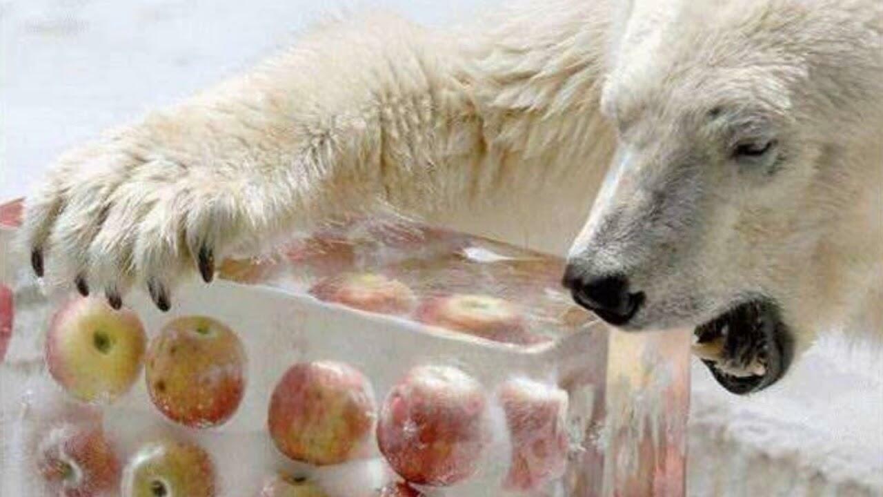 Ответ поэту - Медведь Белый - БАРДАК