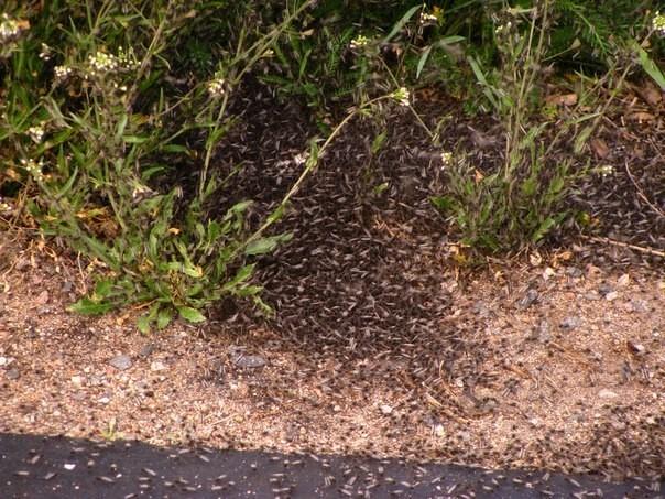 Родник вб №36