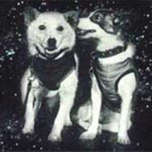 Советские собаки Белка и Стрелка