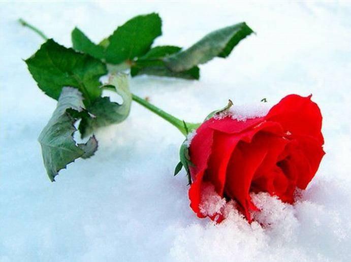 Цветы на снегу