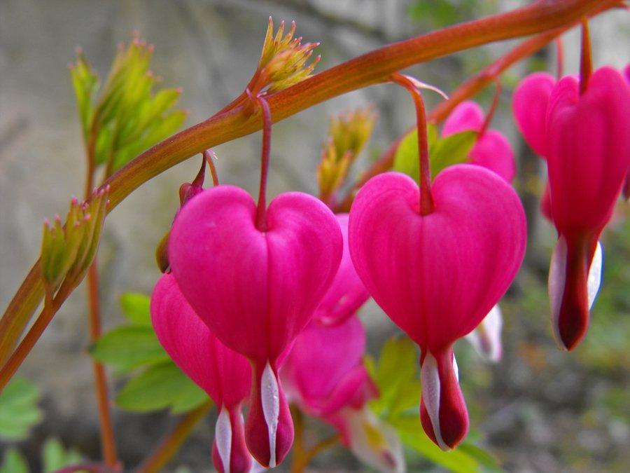 Два сердца...