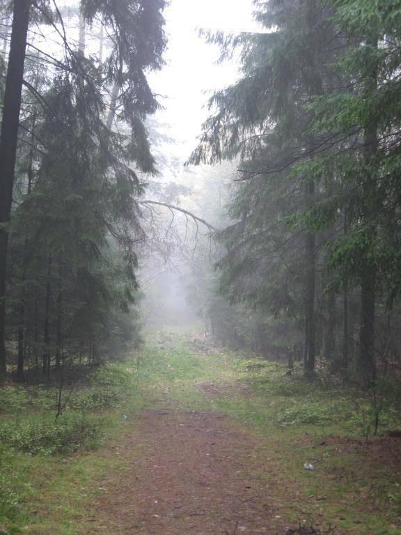 Просеки  непройденной  ряды