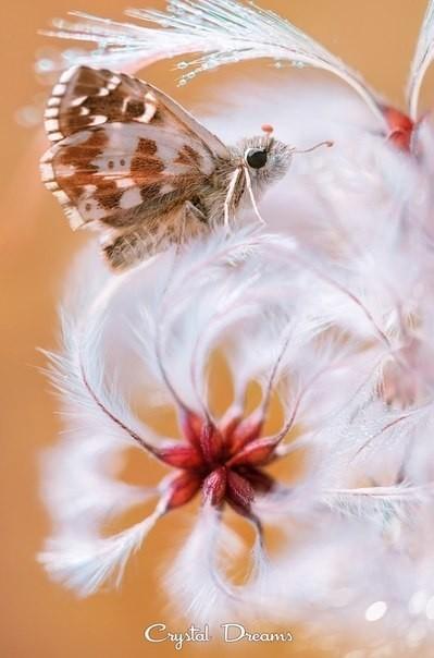 Бабочки в животе