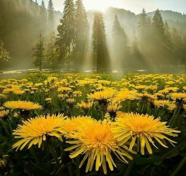 Одуванчиков нежность...