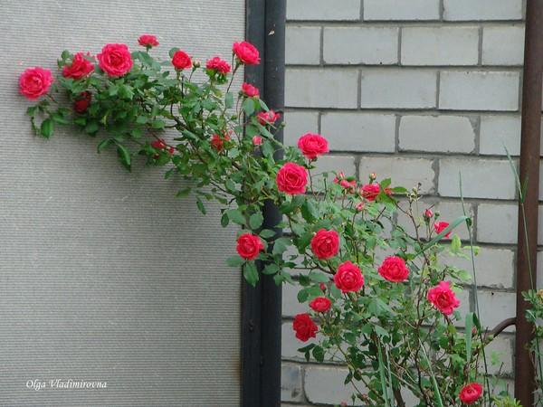 Забор высокий