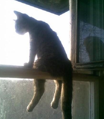 Сусальных глаз твоих волшебных позолота