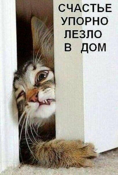 КОТЁНОК