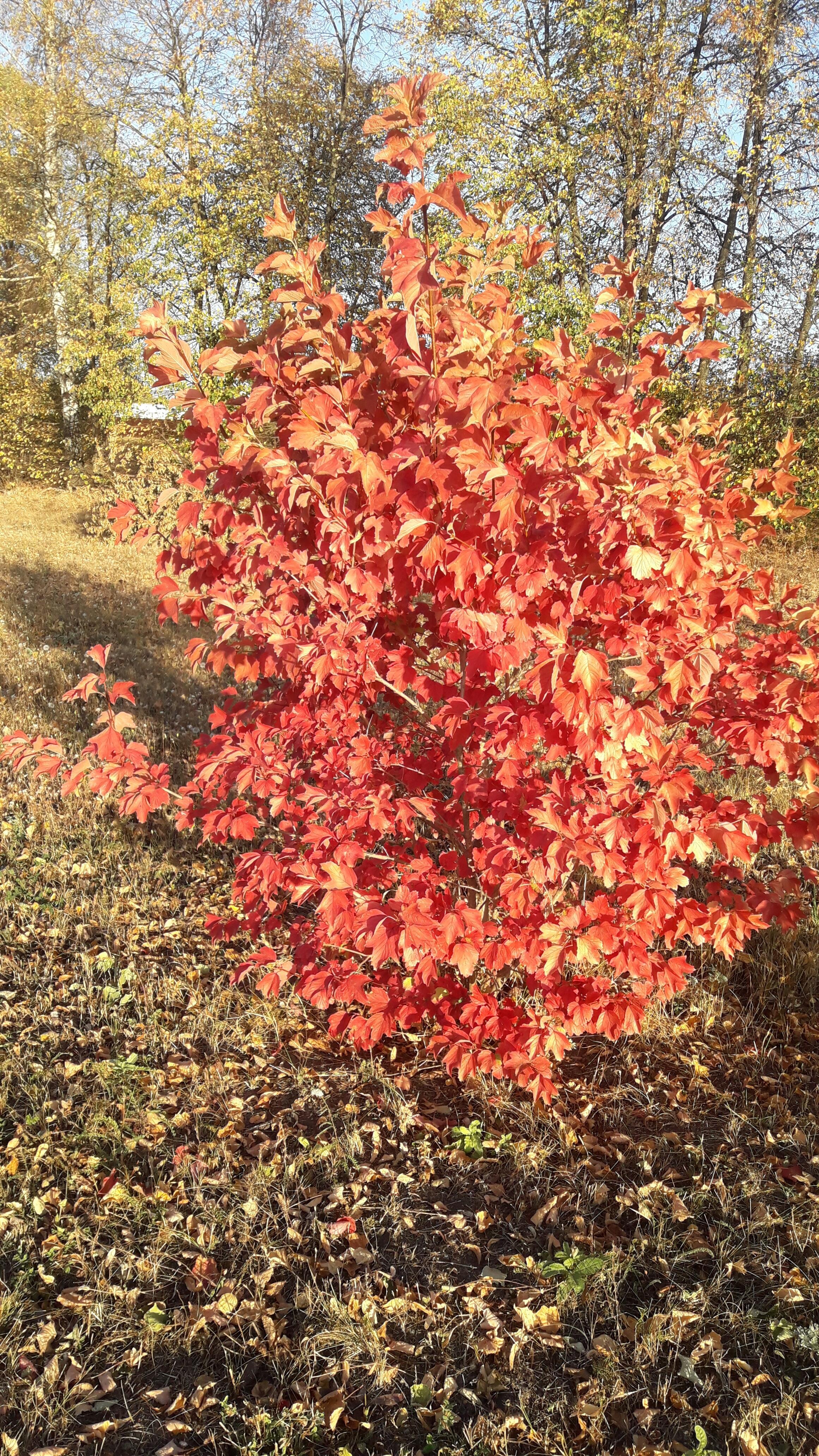 РАННЯЯ ОСЕНЬ