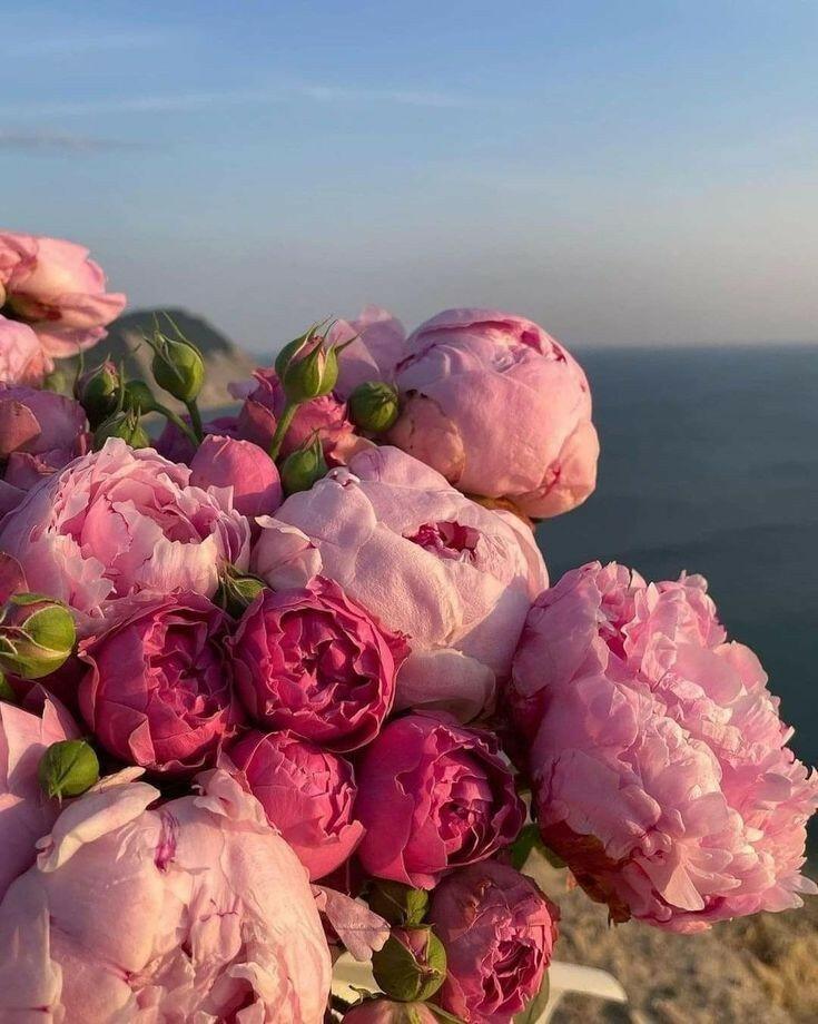 Розовые пионы