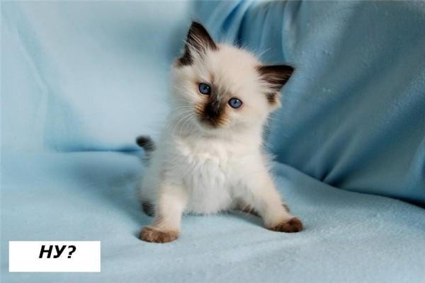 МЕЖДОМЕТИЯ