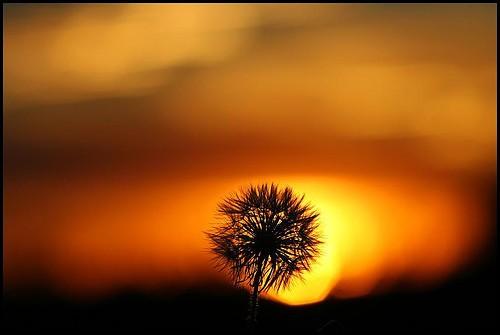 Уж сколько их...