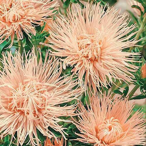 Я астры не люблю