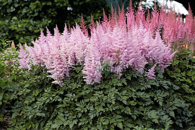 АСТИЛЬБА  КИСТИ  РАСПУСТИЛА