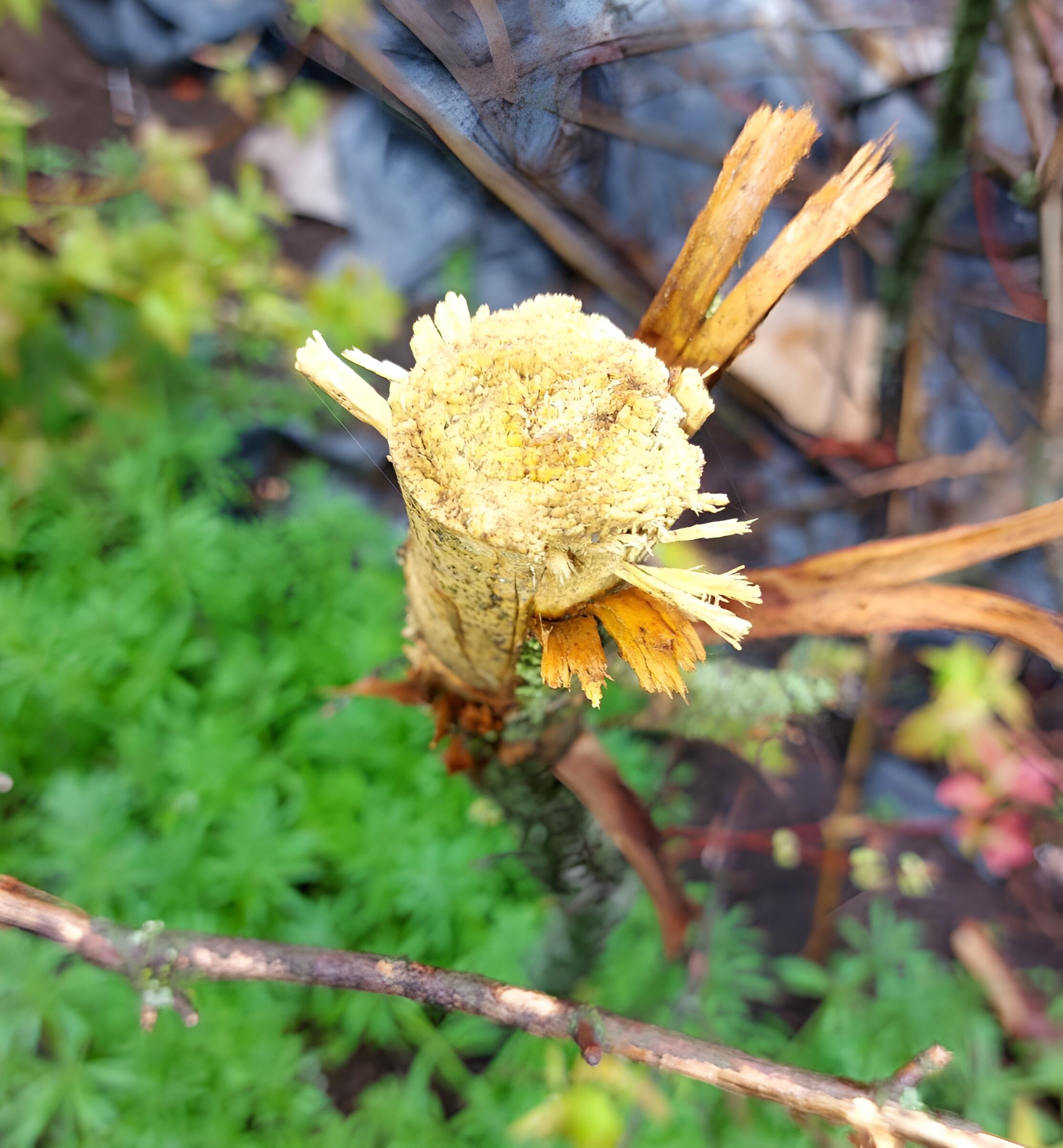 «Цветы» войны