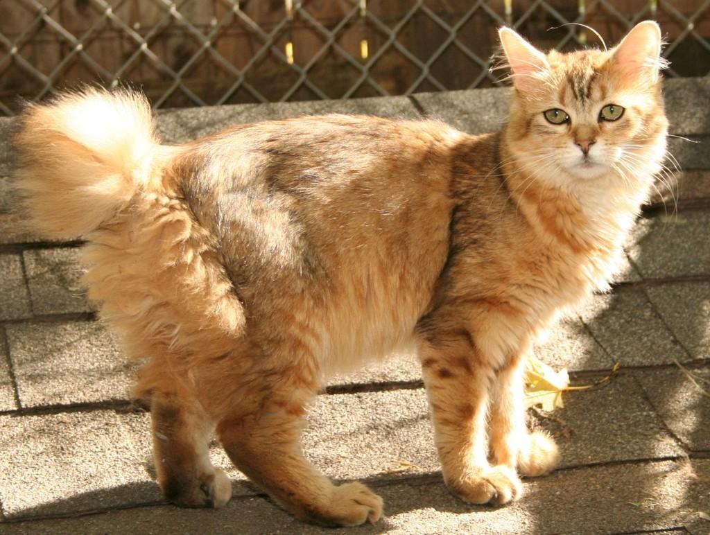 Домашний кот.