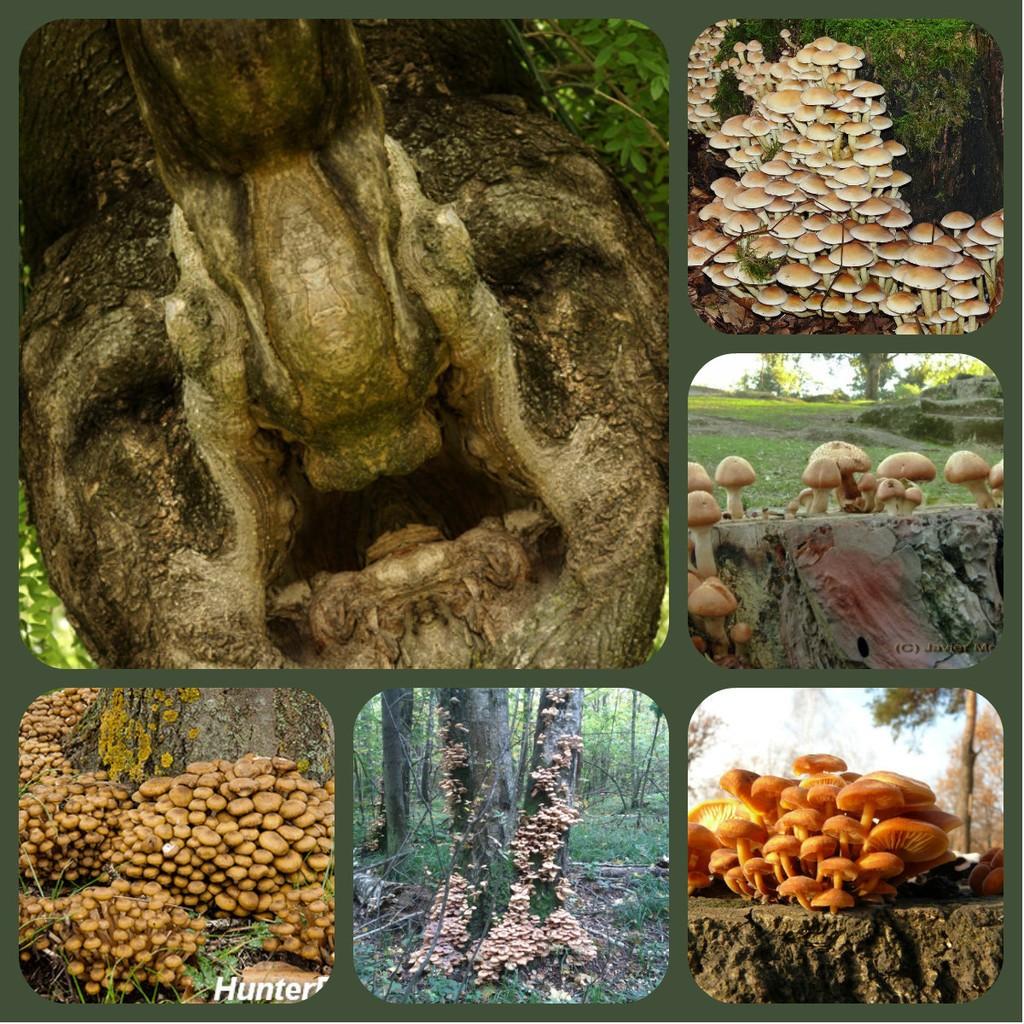 ПЕНЬ 2 ...(танка)