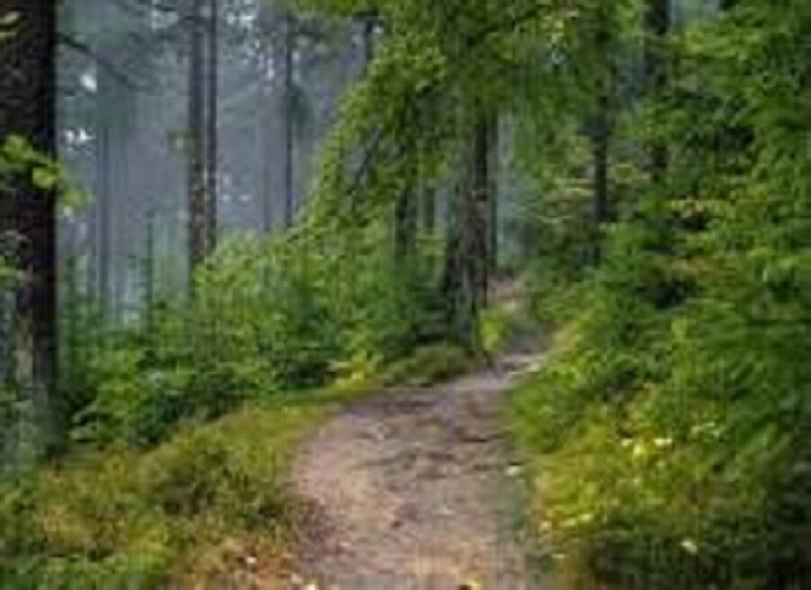 РОДНАЯ ПРИРОДА_4