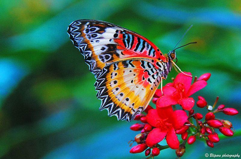 Бабочка и лето