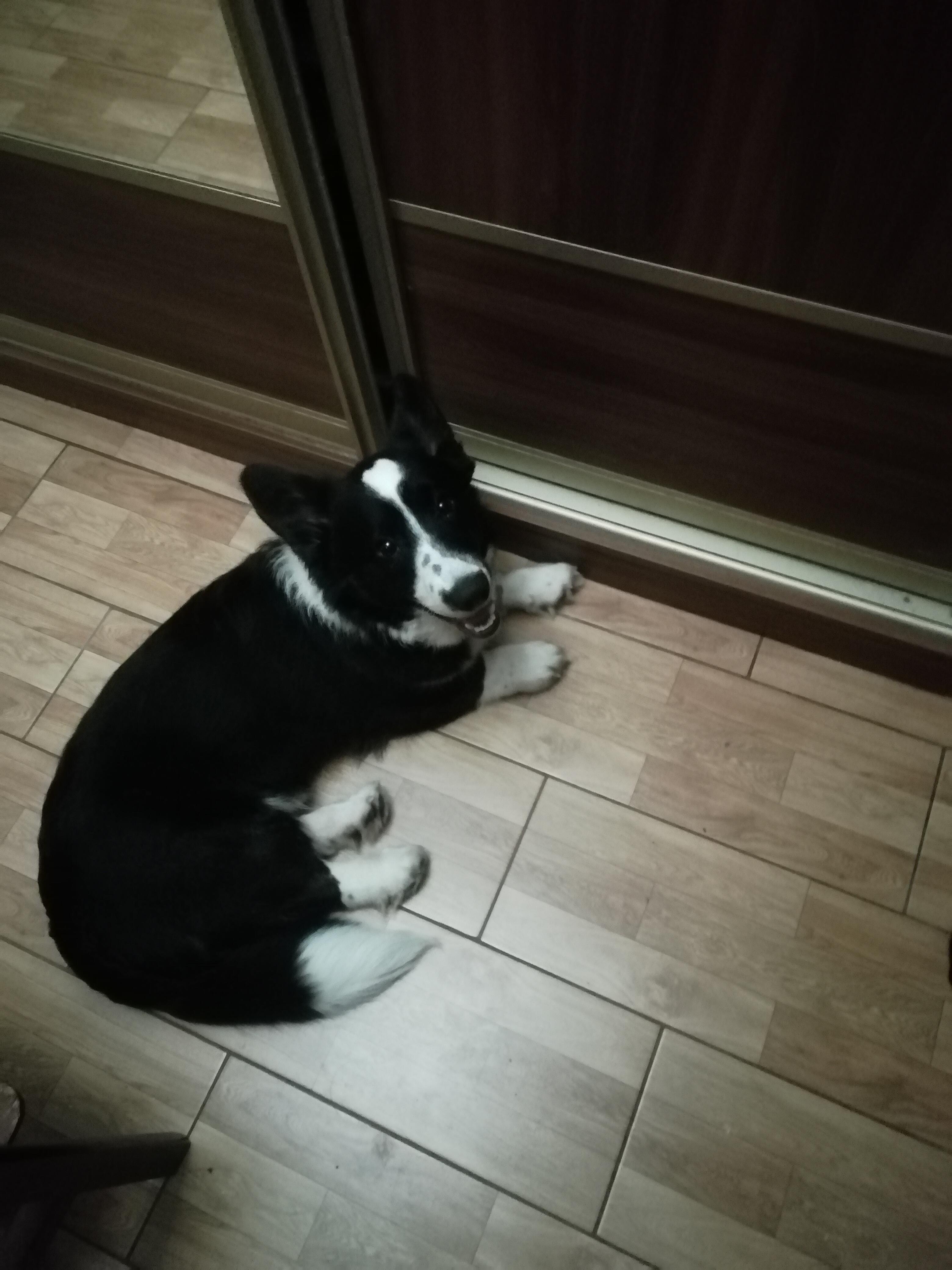 Последняя собака, как первая любовь