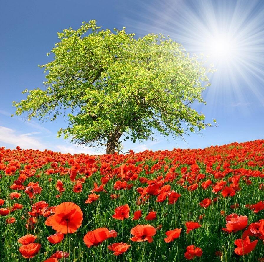 Пришла весна