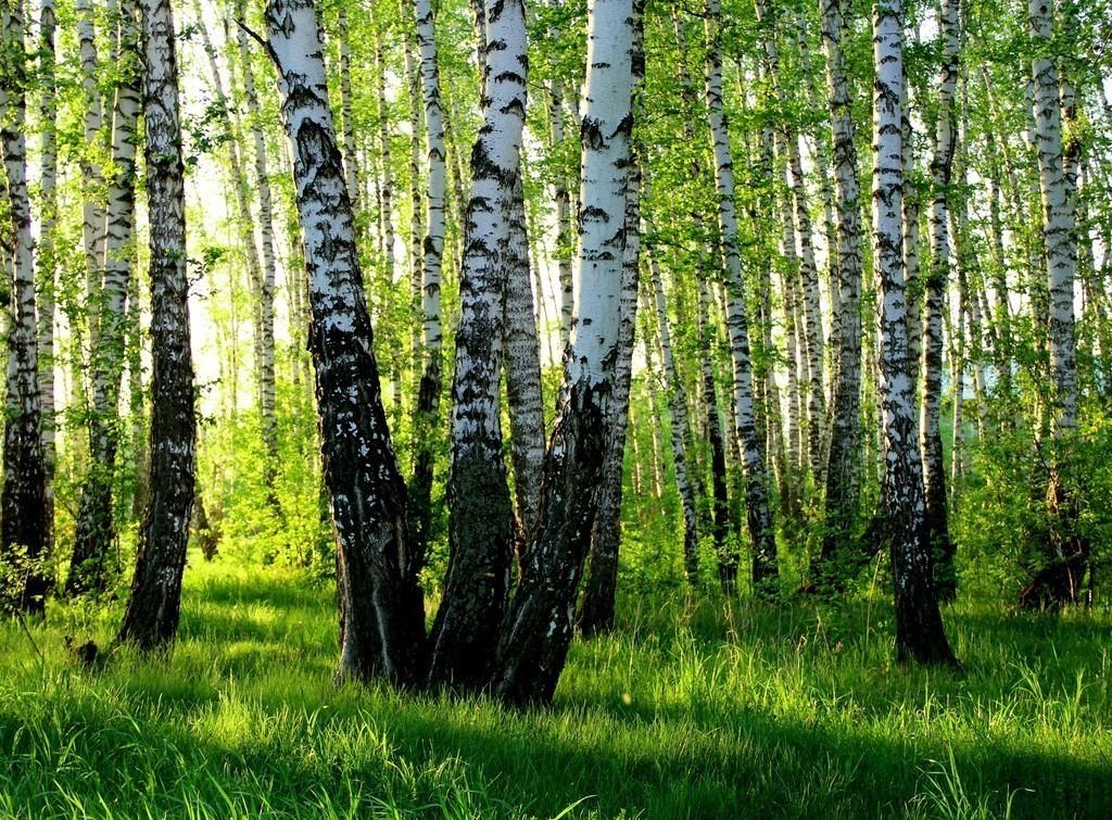 Кудрявые берёзоньки.