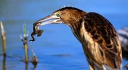 Выпь на болоте (песня фермера)